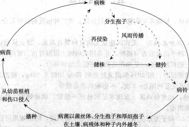 棉花黄萎病的病害循环