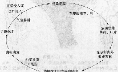 油菜菌核病的病害循环