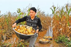 丰收季偏逢阴雨天 今年秋收秋种注意啥